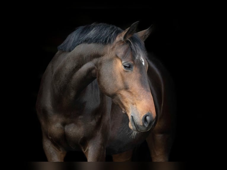 KWPN Mare 12 years 16,2 hh Bay-Dark in K&#xF6;nigswinter