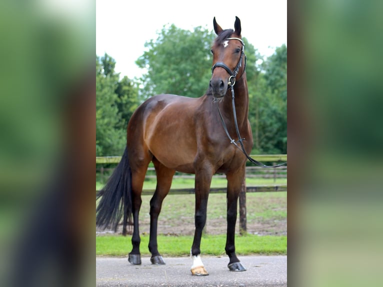 KWPN Mare 12 years 16,2 hh Bay-Dark in K&#xF6;nigswinter