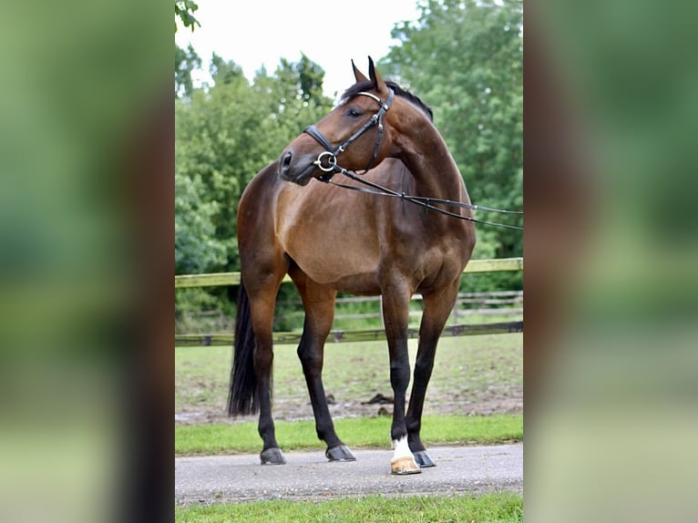 KWPN Mare 12 years 16,2 hh Bay-Dark in K&#xF6;nigswinter