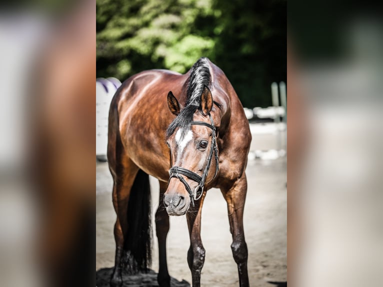 KWPN Mare 12 years 16,2 hh Bay-Dark in Eppingen