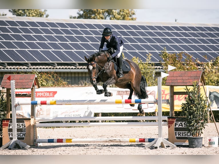 KWPN Mare 12 years 16,2 hh Bay-Dark in Eppingen