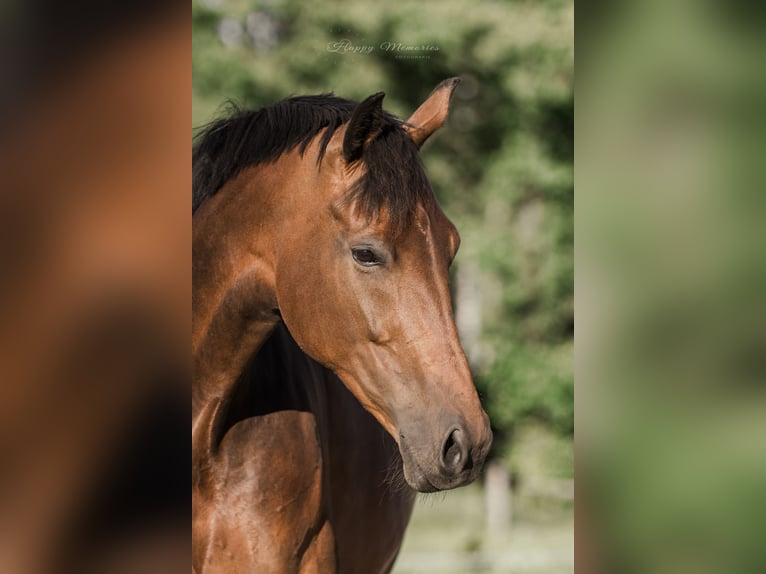 KWPN Mare 12 years 16,2 hh Brown in Bornerbroek