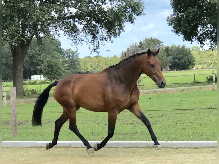 KWPN Mare 12 years 16,2 hh Brown in Bornerbroek