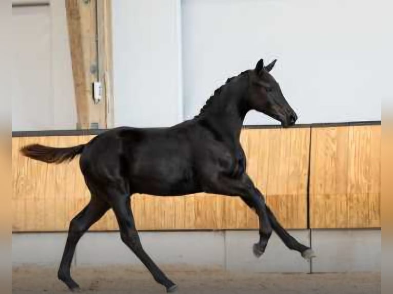 KWPN Mare 12 years 16,2 hh Smoky-Black in Rijnsburg