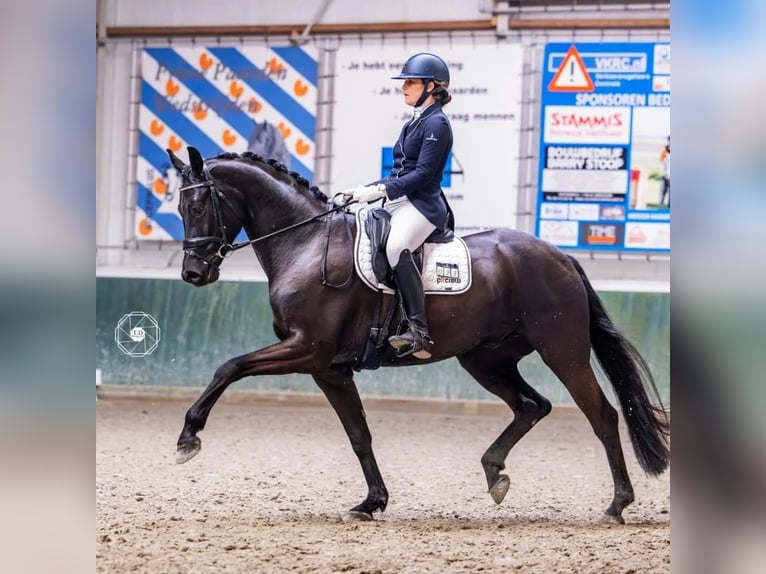 KWPN Mare 12 years 16,2 hh Smoky-Black in Rijnsburg