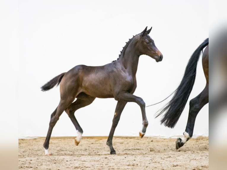 KWPN Mare 12 years 16,2 hh Smoky-Black in Rijnsburg