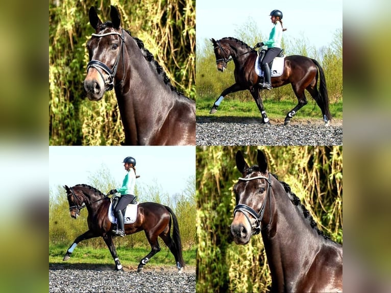 KWPN Mare 12 years 16,2 hh Smoky-Black in Rijnsburg