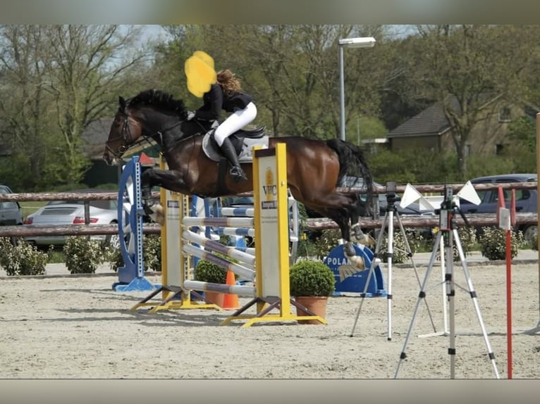 KWPN Mare 12 years 17,1 hh Brown in Vaassen