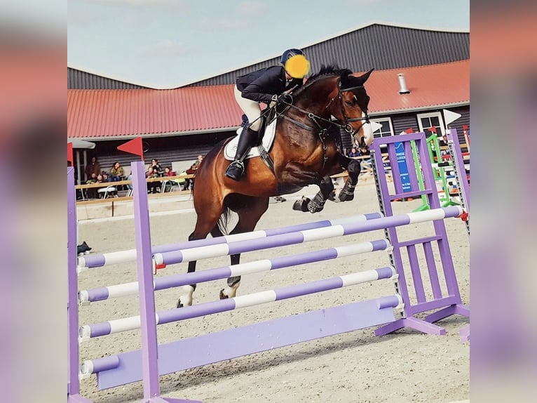 KWPN Mare 12 years 17,1 hh Brown in Vaassen