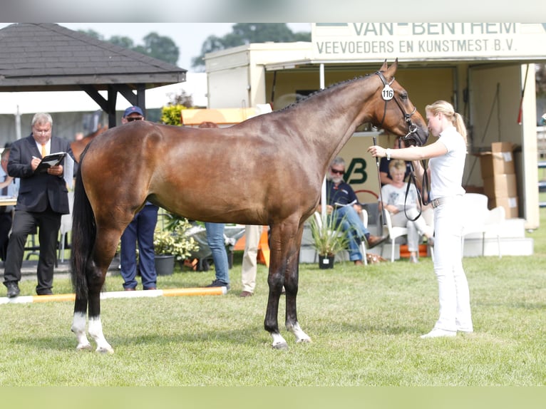 KWPN Mare 12 years 17 hh Bay-Dark in Raalte