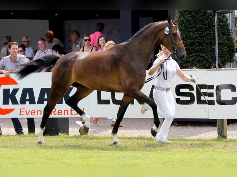 KWPN Mare 12 years 17 hh Bay-Dark in Raalte