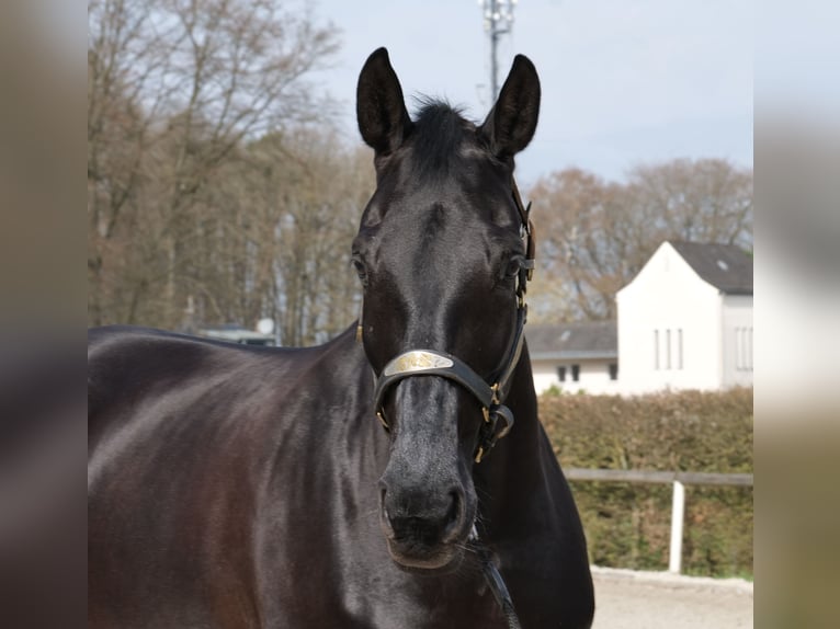 KWPN Mare 12 years 17 hh Black in Neustadt (Wied)