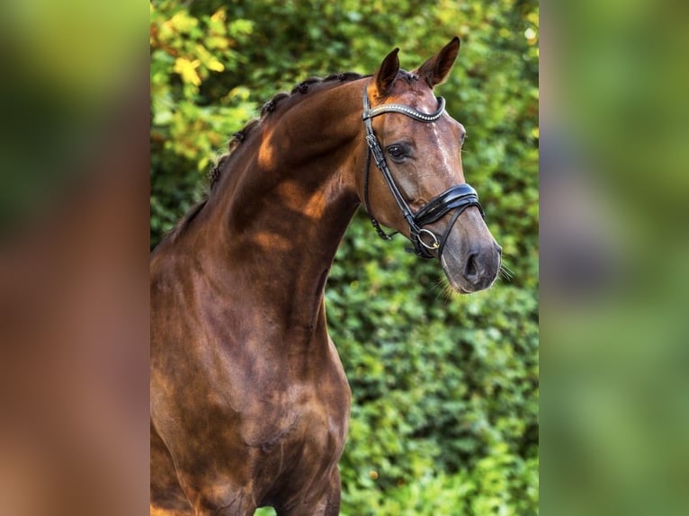 KWPN Mare 12 years 17 hh in Asten