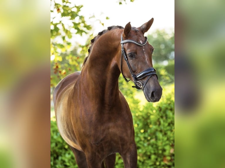 KWPN Mare 12 years 17 hh in Asten