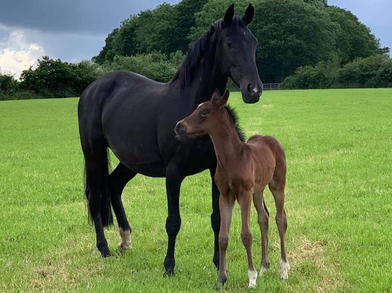 KWPN Mare 12 years Bay-Dark in North Dorset