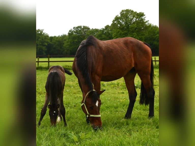 KWPN Mare 12 years in Markelo