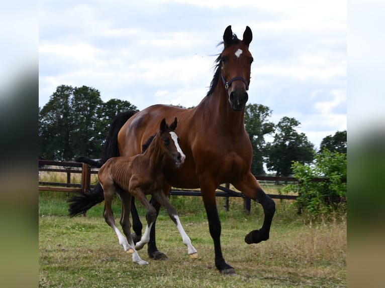 KWPN Mare 12 years in Markelo