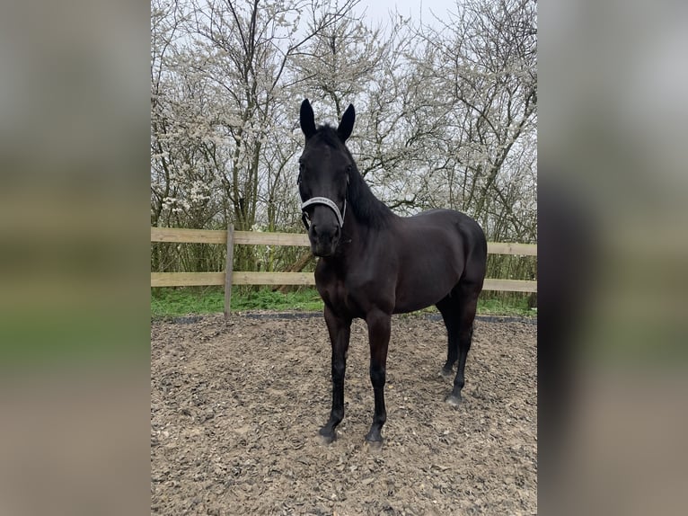 KWPN Mare 13 years 15,2 hh Smoky-Black in Oldenzijl