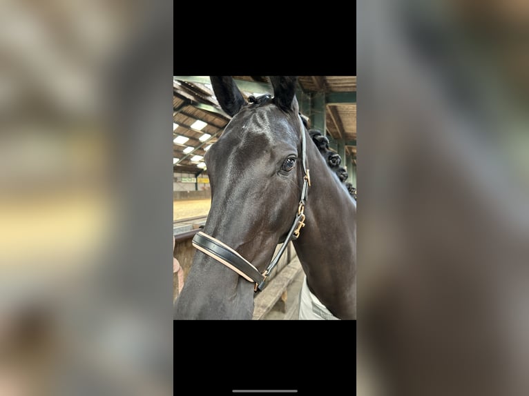 KWPN Mare 13 years 15,2 hh Smoky-Black in Oldenzijl