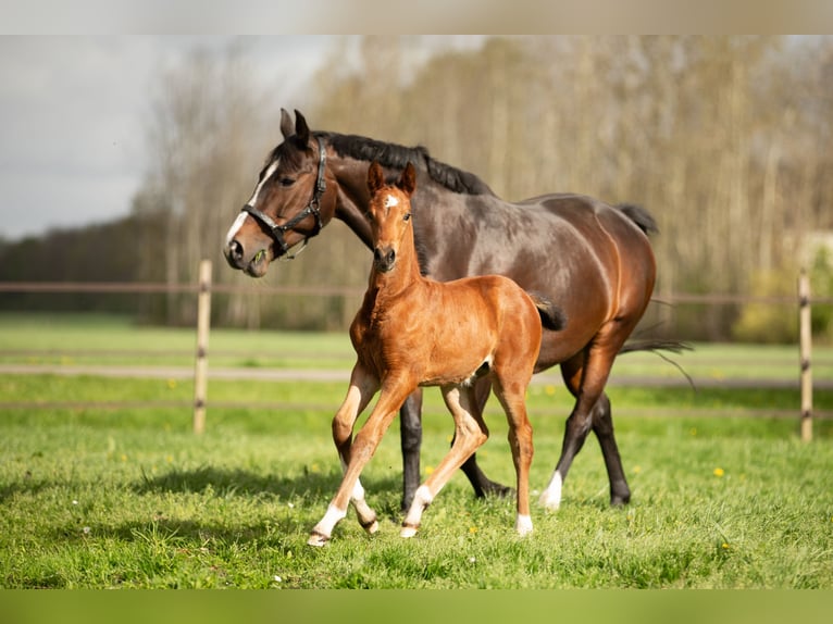 KWPN Mare 13 years 15,3 hh Bay-Dark in Jubbega