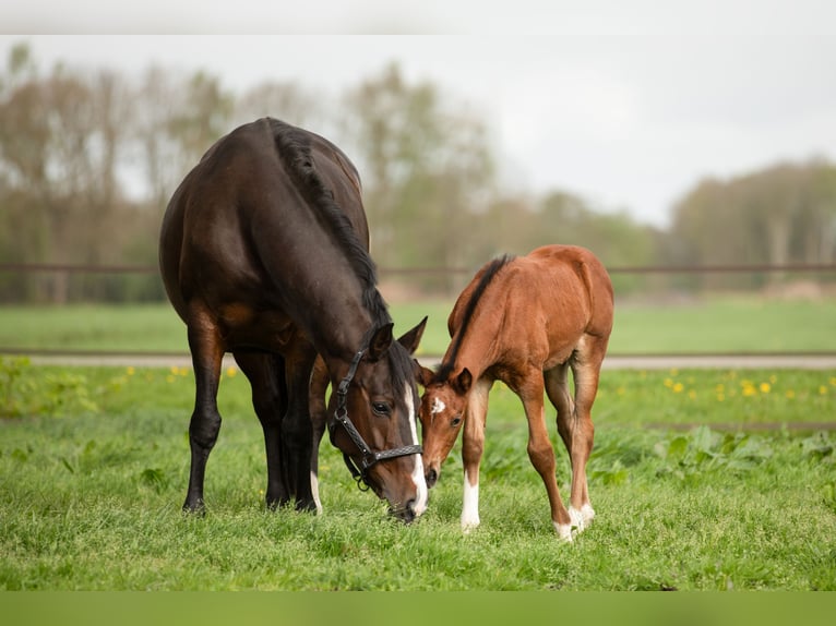 KWPN Mare 13 years 15,3 hh Bay-Dark in Jubbega