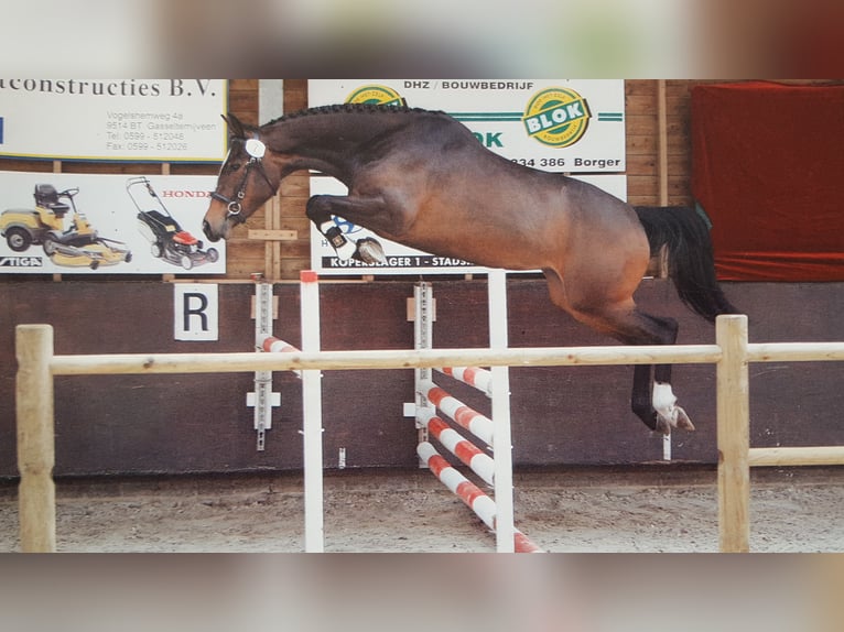 KWPN Mare 13 years 15,3 hh Bay-Dark in Jubbega