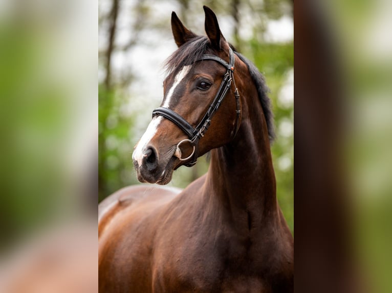 KWPN Mare 13 years 15,3 hh Bay-Dark in Jubbega