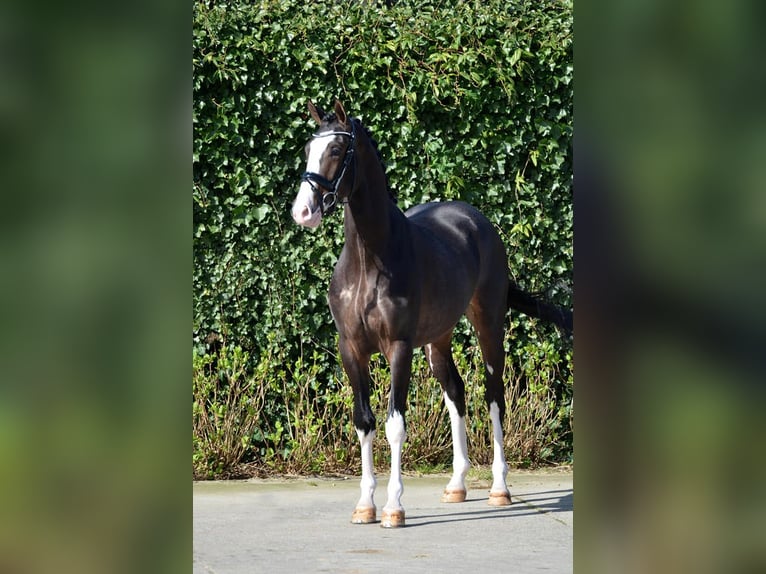 KWPN Mare 13 years 15.3 hh Brown in Meerstad