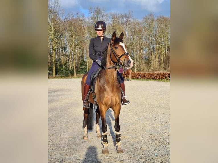 KWPN Mare 13 years 15.3 hh Brown in Meerstad