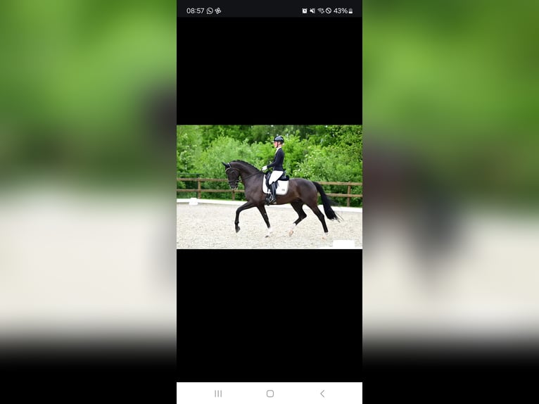 KWPN Mare 13 years 15.3 hh Brown in Meerstad