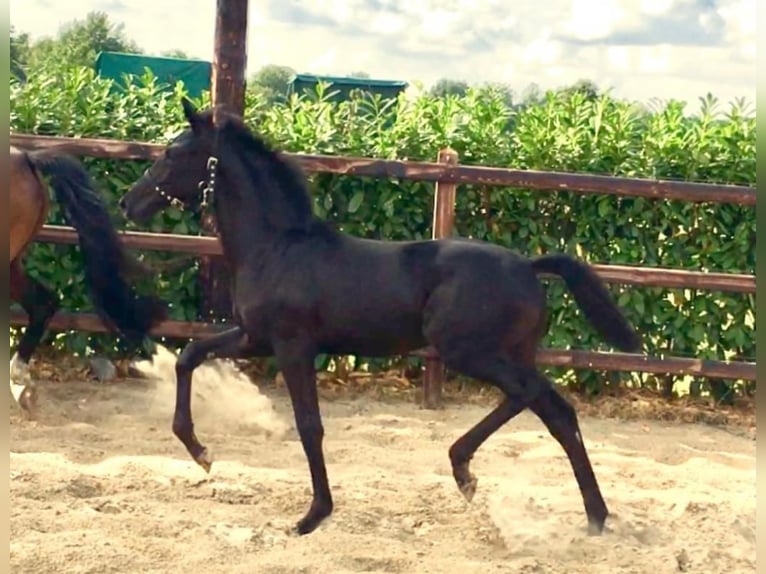 KWPN Mare 13 years 15.3 hh Brown in Meerstad