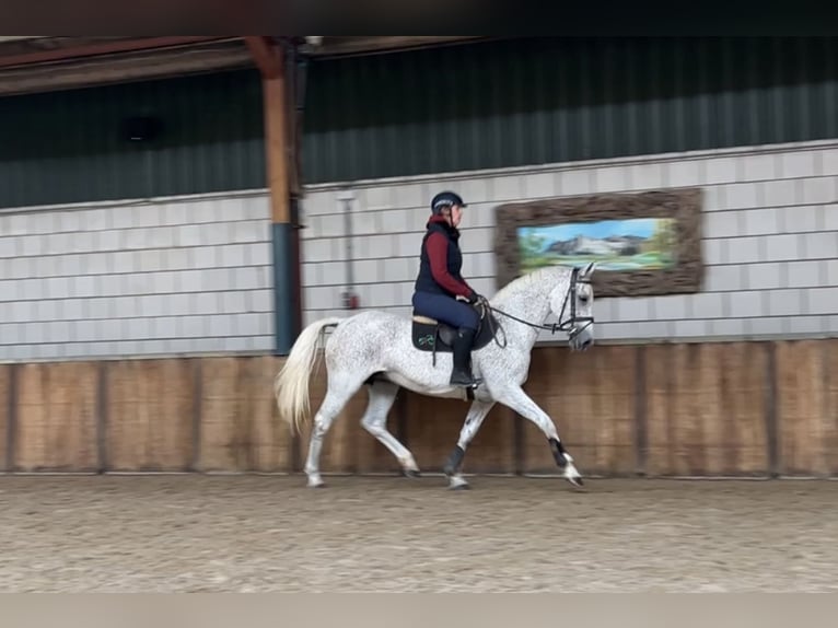 KWPN Mare 13 years 15,3 hh Gray-Fleabitten in Oud Gastel