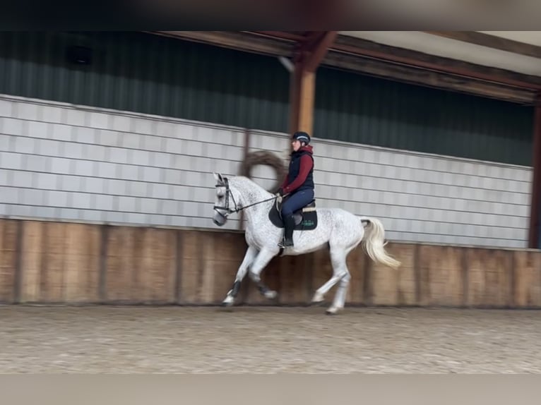 KWPN Mare 13 years 15,3 hh Gray-Fleabitten in Oud Gastel