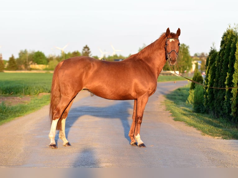 KWPN Mare 13 years 15,2 hh Chestnut-Red in Radziejów