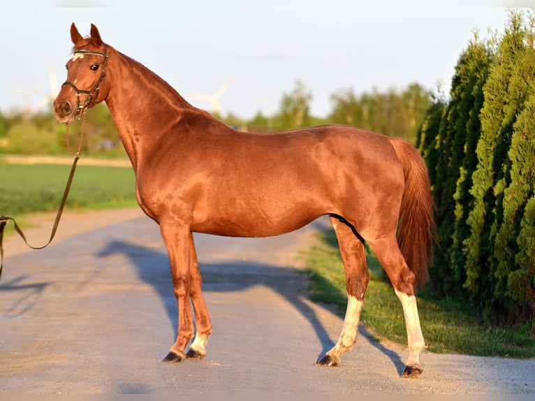 KWPN Mare 13 years 15,2 hh Chestnut-Red in Radziejów