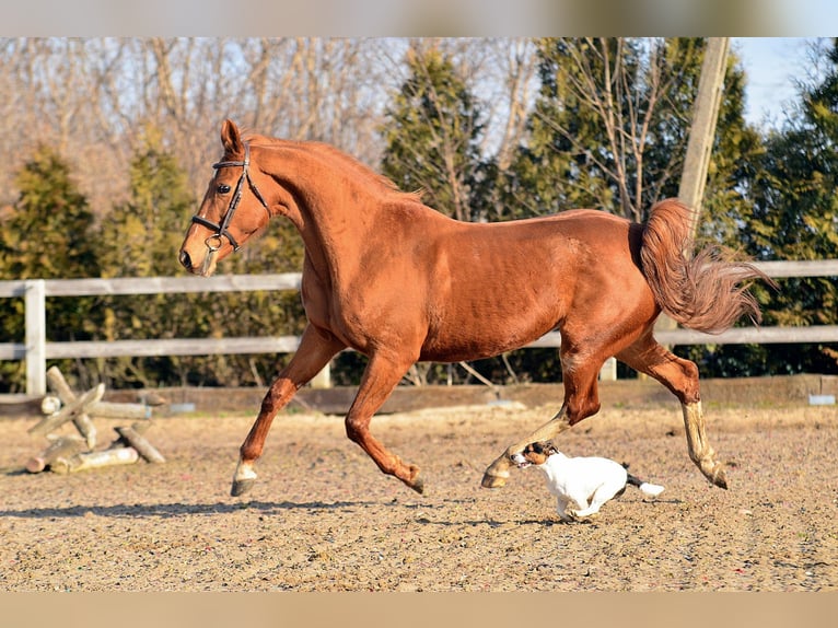 KWPN Mare 13 years 15,2 hh Chestnut-Red in Radziejów
