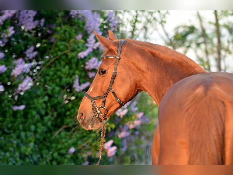 KWPN Mare 13 years 15,2 hh Chestnut-Red in Radziejów