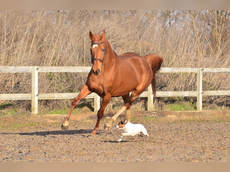 KWPN Mare 13 years 15,2 hh Chestnut-Red in Siedleczek