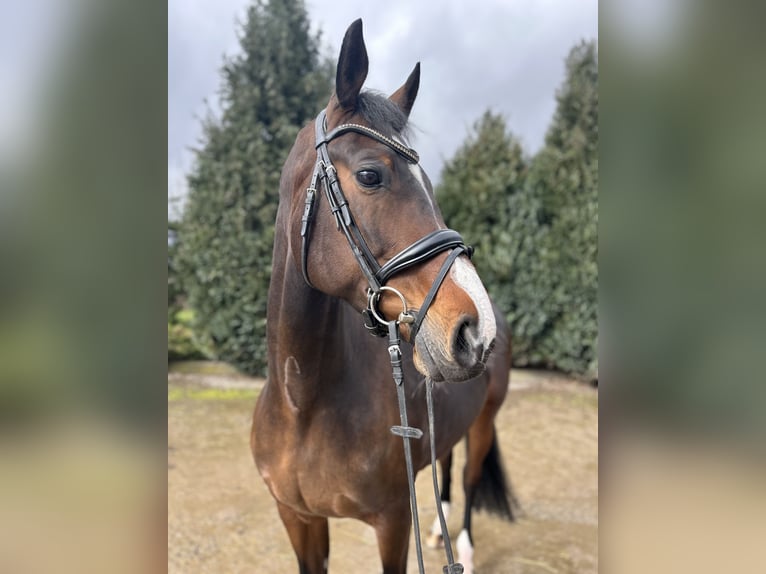 KWPN Mare 13 years 16,1 hh Bay-Dark in Oud Gastel