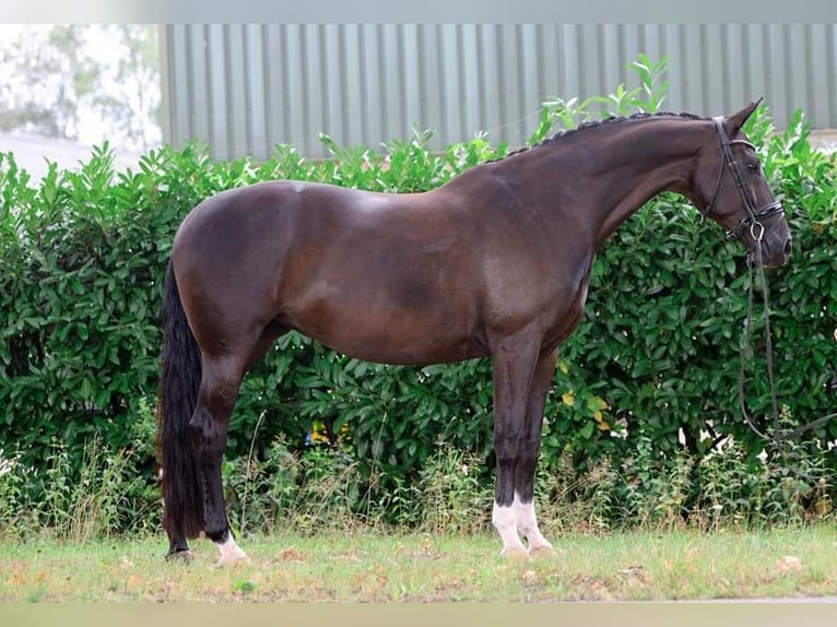 KWPN Mare 13 years 16,1 hh Black in elim