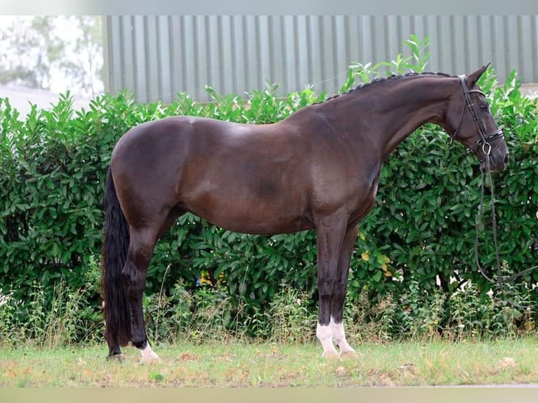 KWPN Mare 13 years 16,1 hh Black in Elim