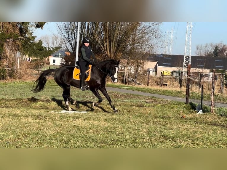 KWPN Mare 13 years 16,1 hh Black in Puurs