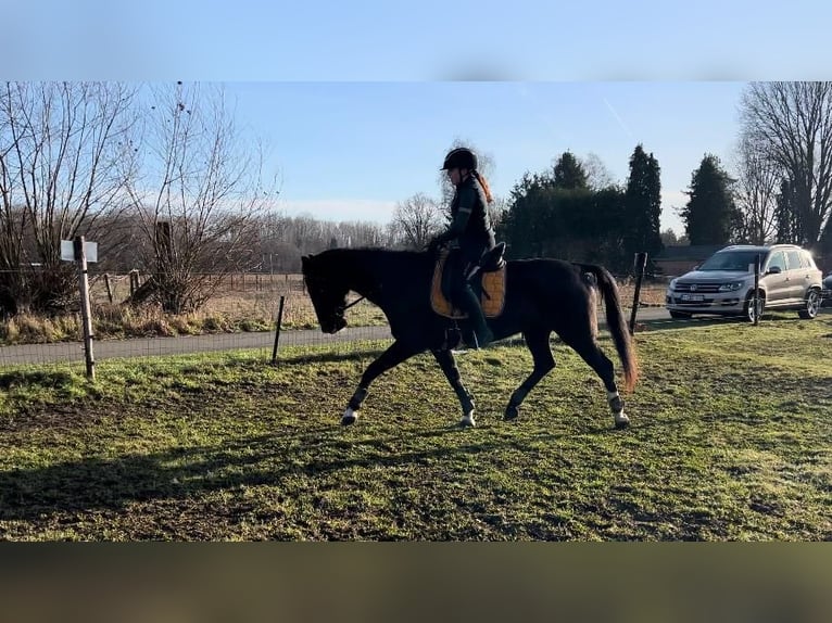 KWPN Mare 13 years 16,1 hh Black in Puurs
