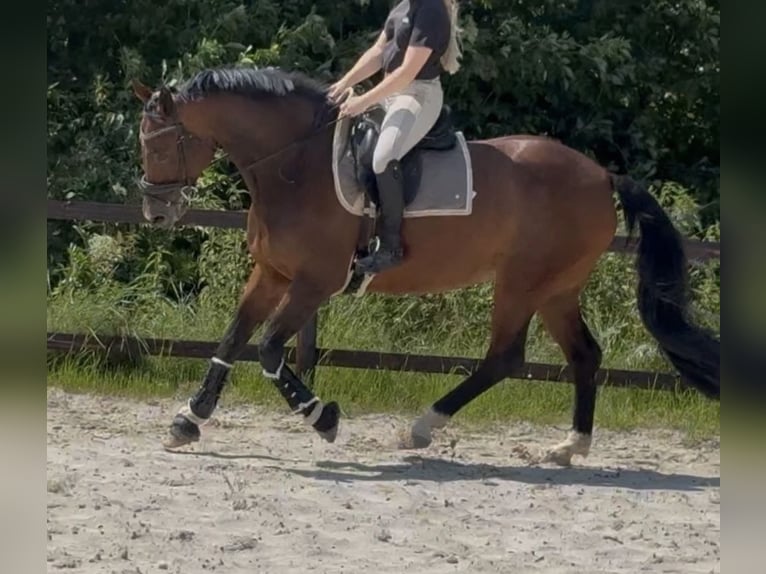 KWPN Mare 13 years 16.1 hh Brown in Midwolde