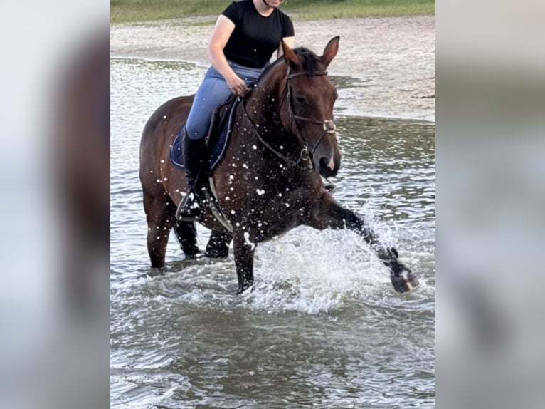 KWPN Mare 13 years 16.1 hh Brown in Midwolde