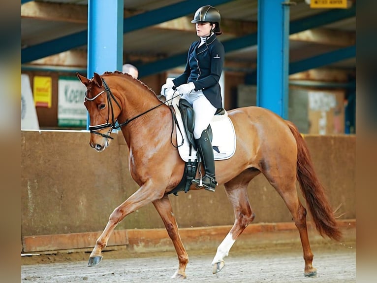 KWPN Mare 13 years 16.1 hh Chestnut-Red in Rijnsburg