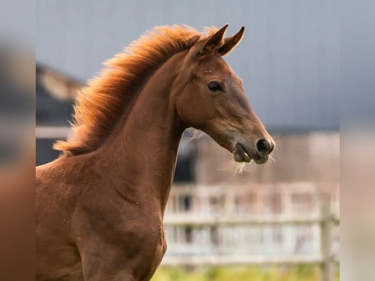 KWPN Mare 13 years 16.1 hh Chestnut-Red in Rijnsburg