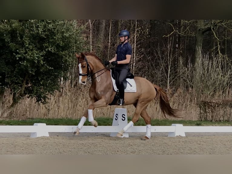 KWPN Mare 13 years 16.1 hh Chestnut-Red in Bree