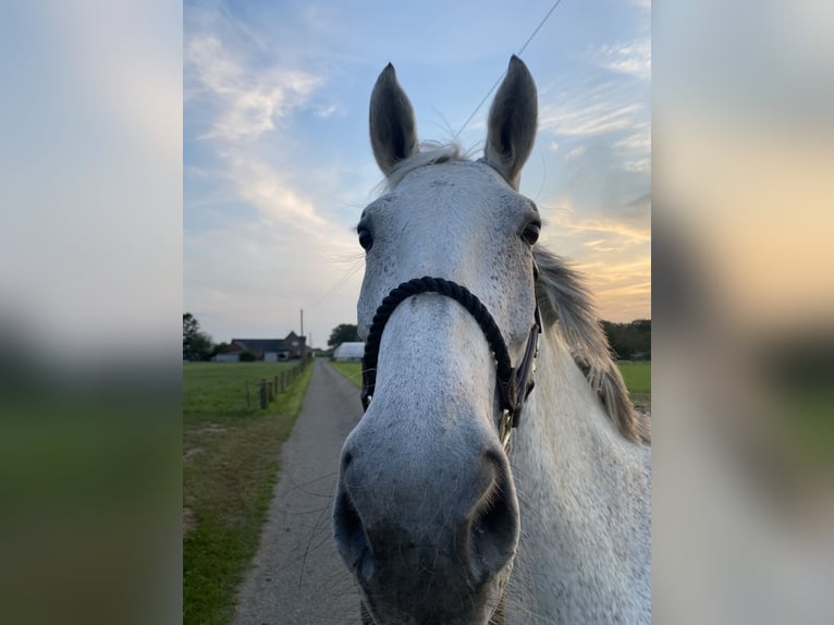 KWPN Mare 13 years 16,1 hh Gray-Dapple in Grefrath