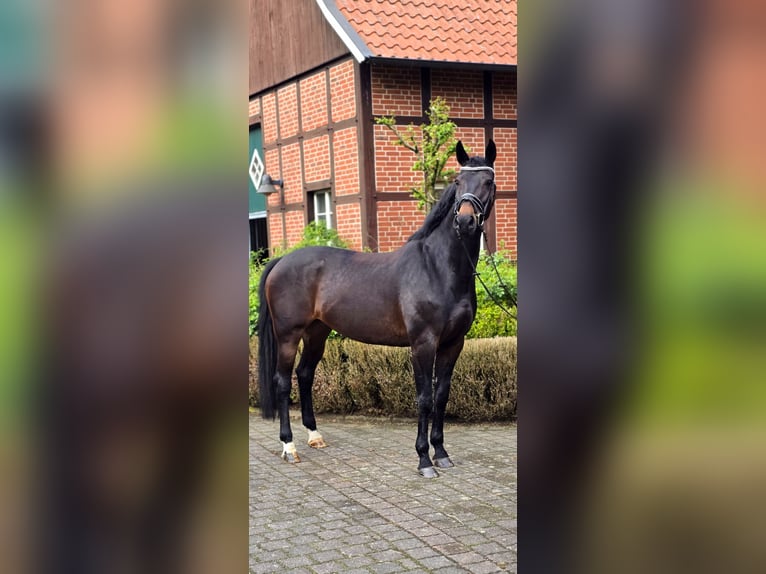 KWPN Mare 13 years 16.1 hh Smoky-Black in Warendorf
